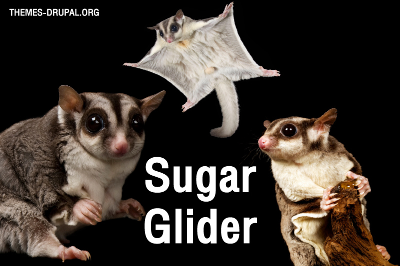 Sugar-Glider