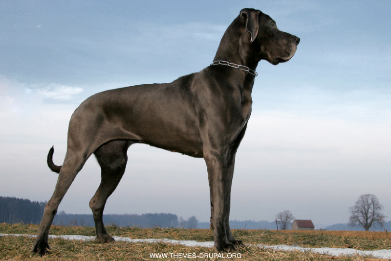 หมาพันธุ์ใหญ่ ขนสั้น