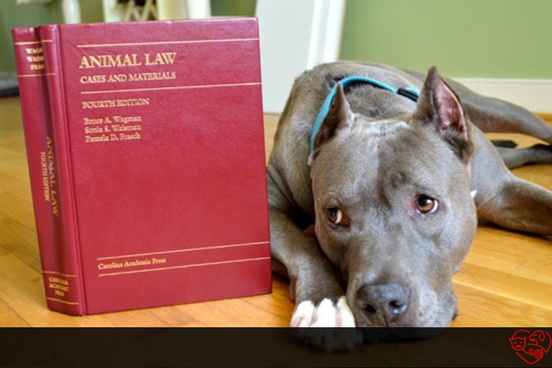 กฎหมายของหมา
